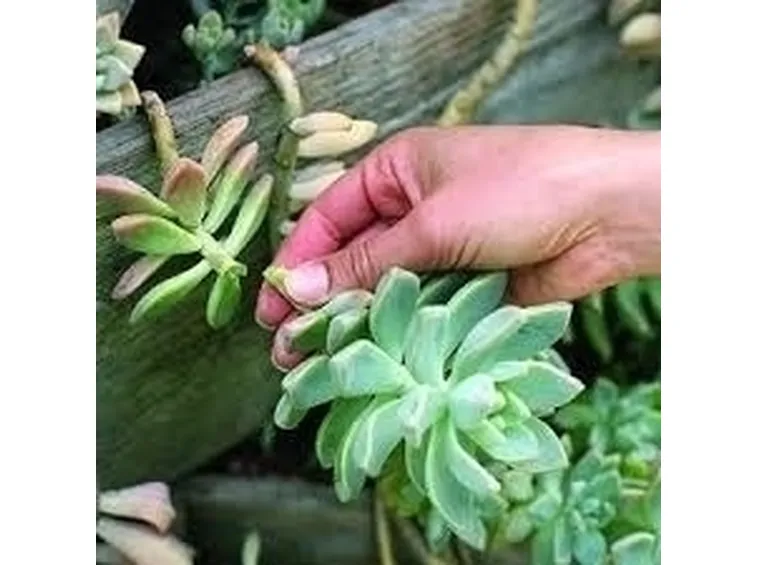 Risposta : piante grasse