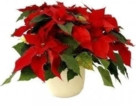 Risposta: potare le stella di Natale