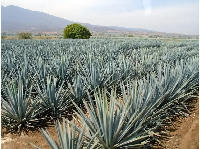 Risposta : Puntura con agave filiforme