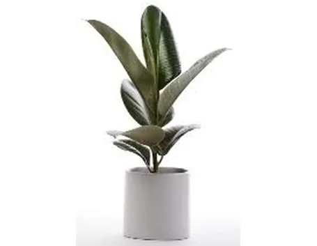 Risposta: Rinvaso ficus benjamin