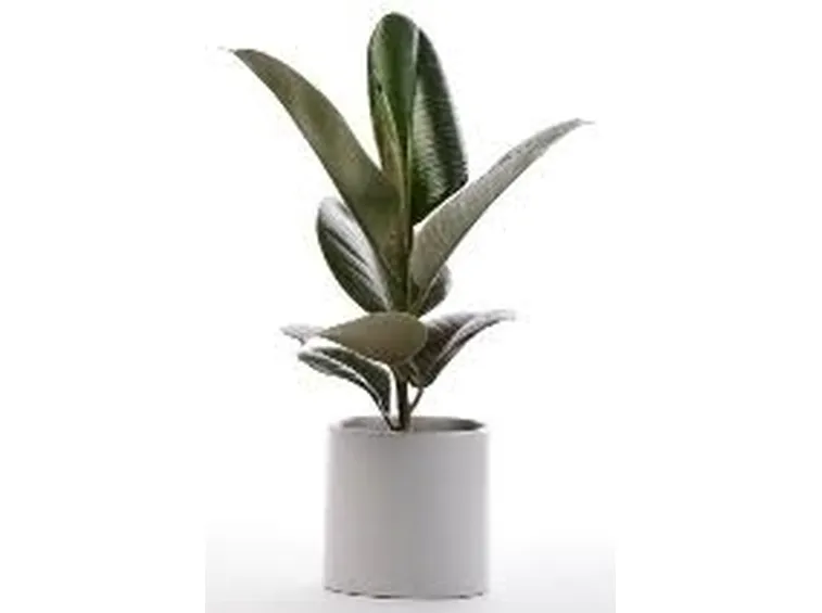 Risposta: Rinvaso ficus benjamin