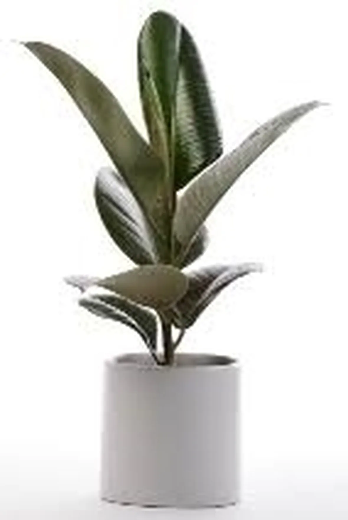 Risposta: Rinvaso ficus benjamin