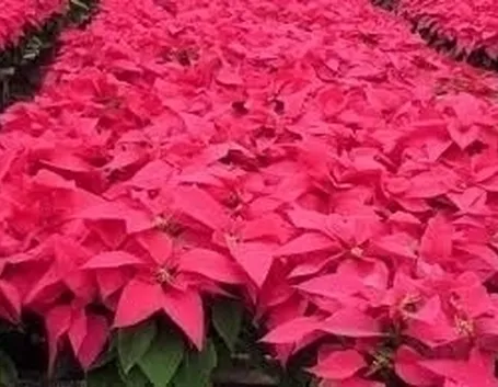 Risposta : stella di natale