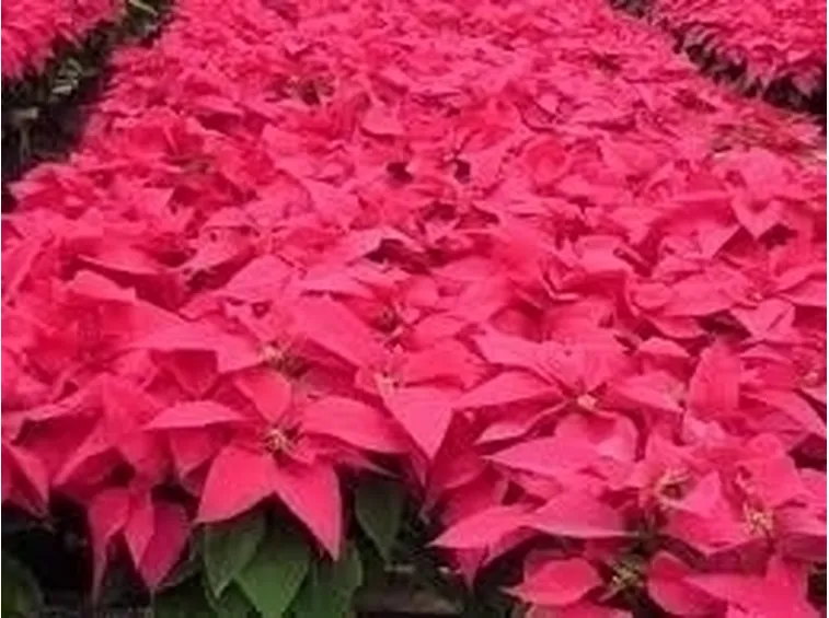 Risposta : stella di natale