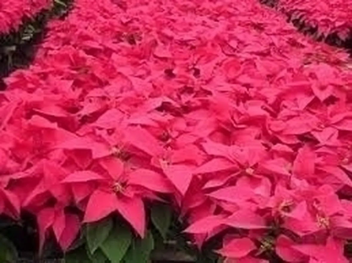 Risposta : stella di natale