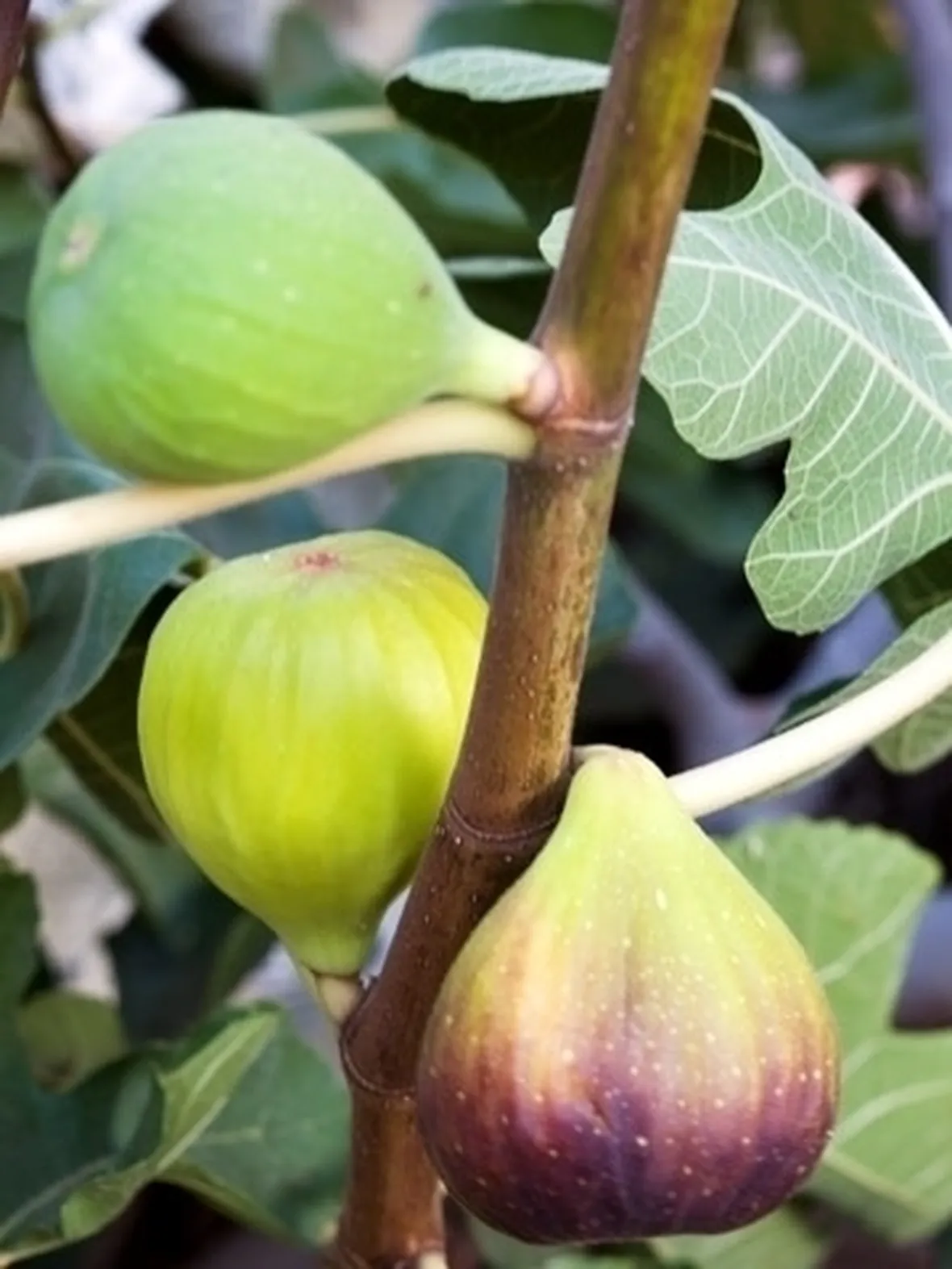 Risposta: Un gelsomino in difficoltà
