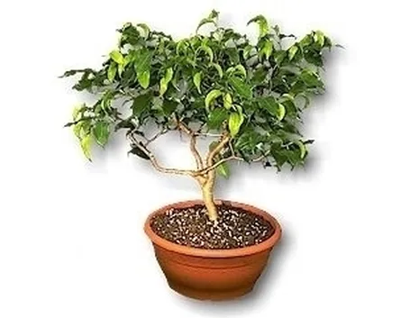 Sai coltivare al meglio il tuo Ficus?