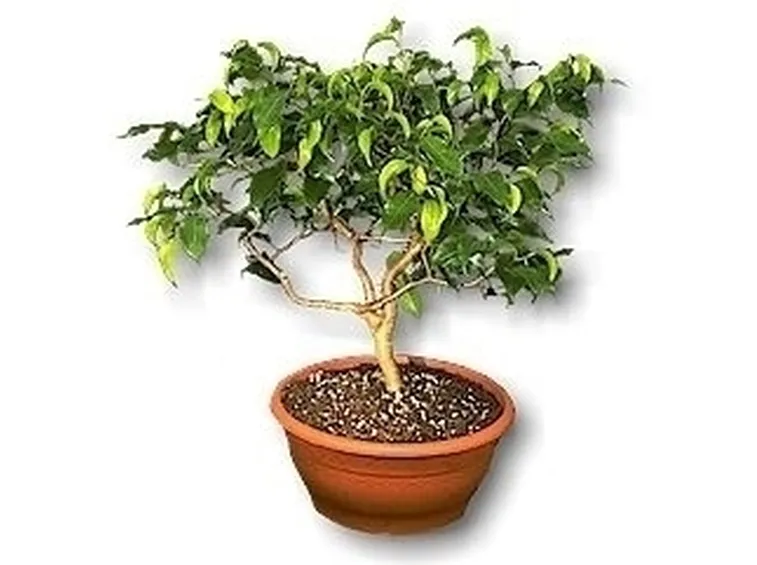 Sai coltivare al meglio il tuo Ficus?