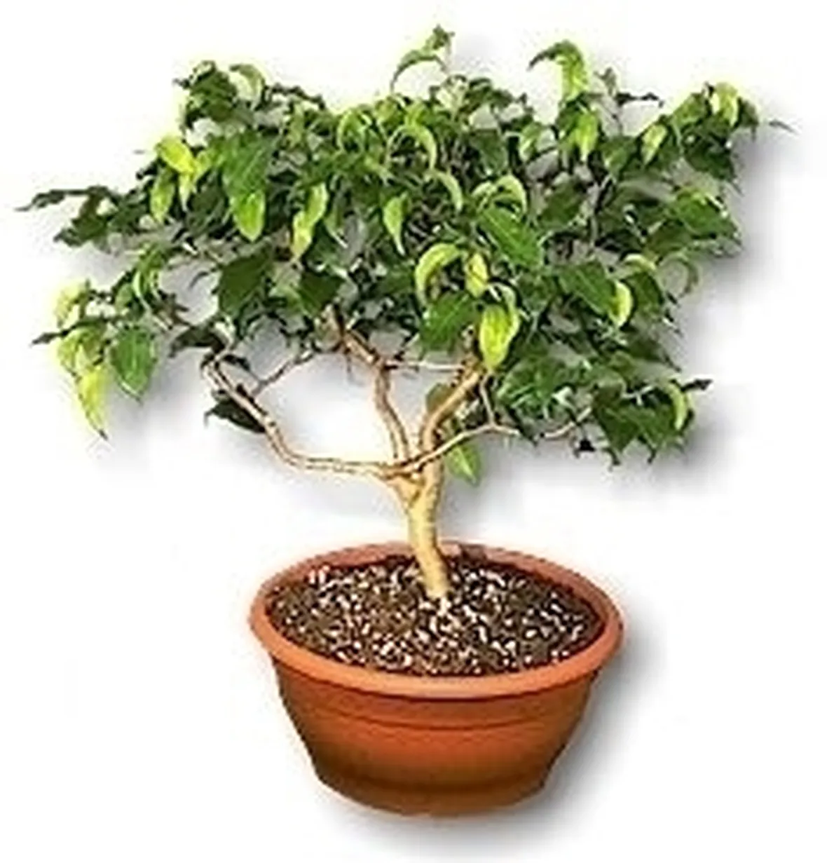 Sai coltivare al meglio il tuo Ficus?
