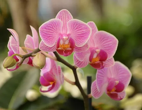Significato fiori orchidea 