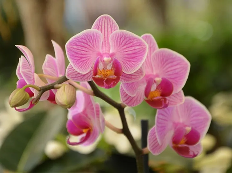 Significato fiori orchidea 