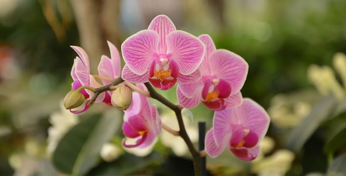 Significato fiori orchidea 