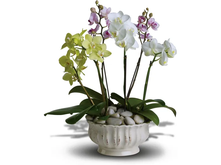 Significato orchidea
