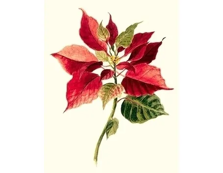 Stella di Natale-16