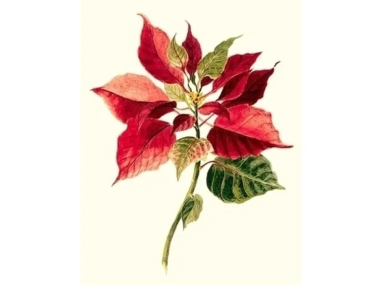 Stella di Natale-16