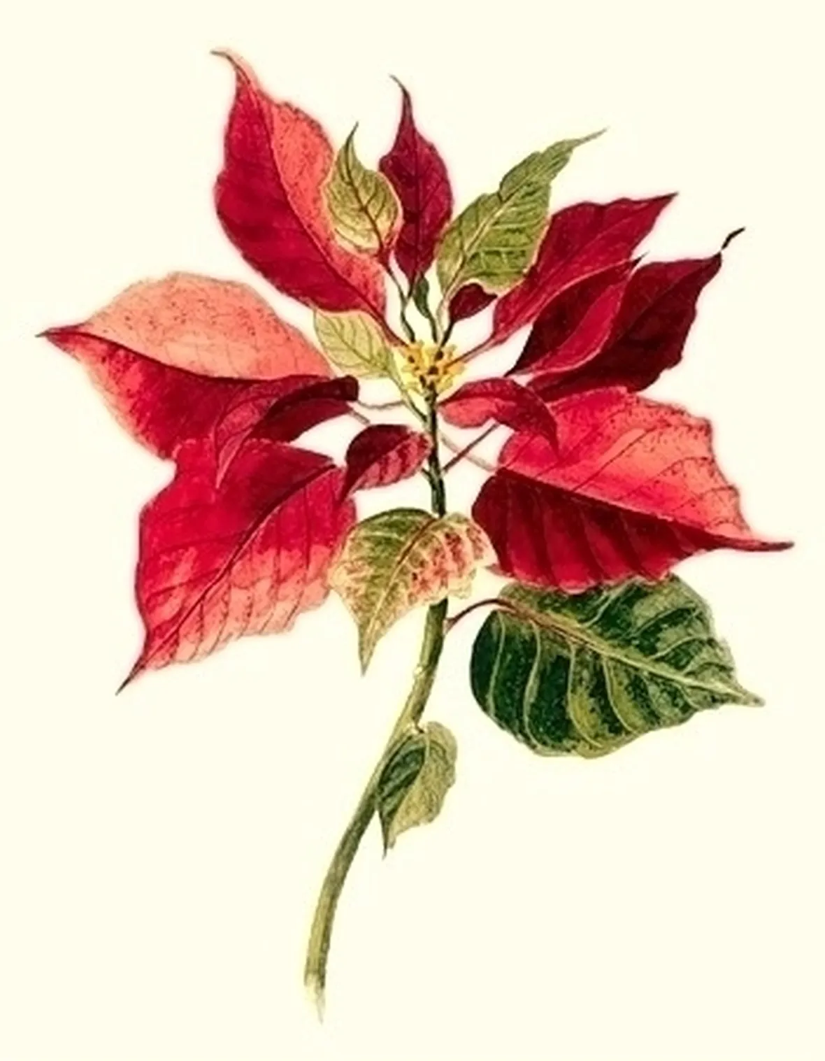 Stella di Natale-16