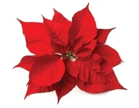 Stella di Natale-17