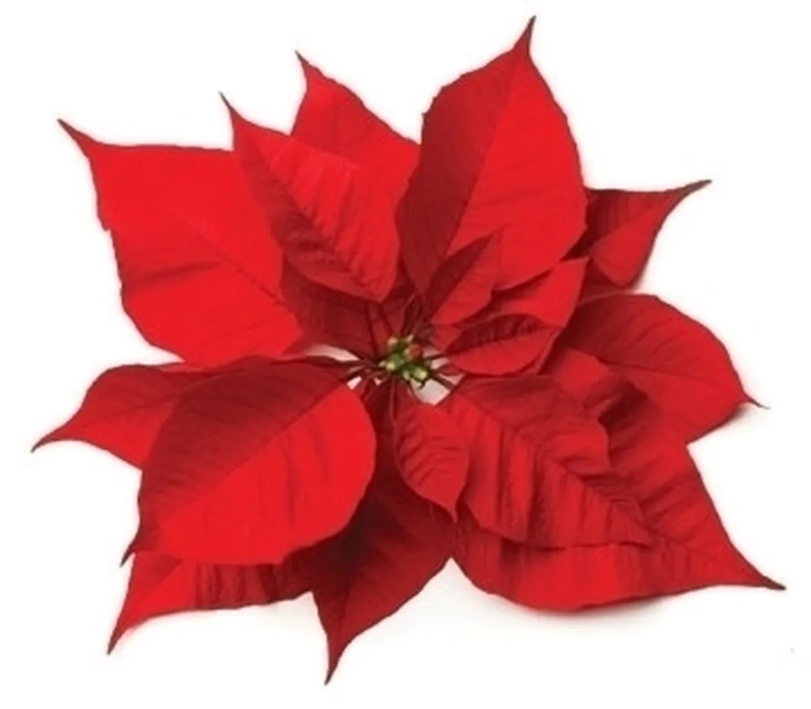 Stella di Natale-17