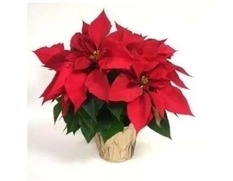 Stella di Natale-26