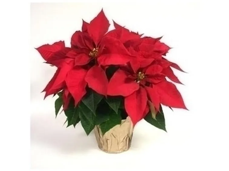 Stella di Natale-26