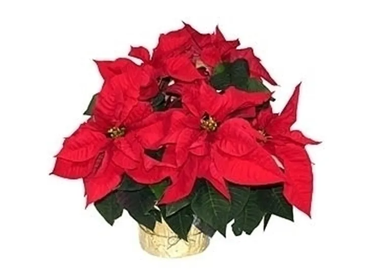 Stella di Natale pianta