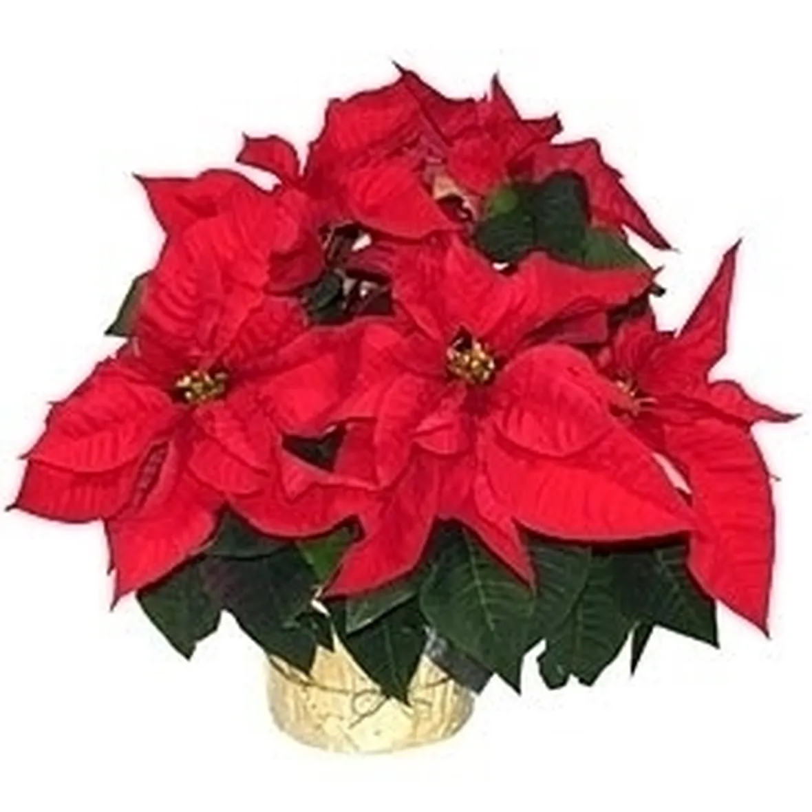 Stella di Natale pianta