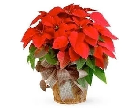 Stella di Natale