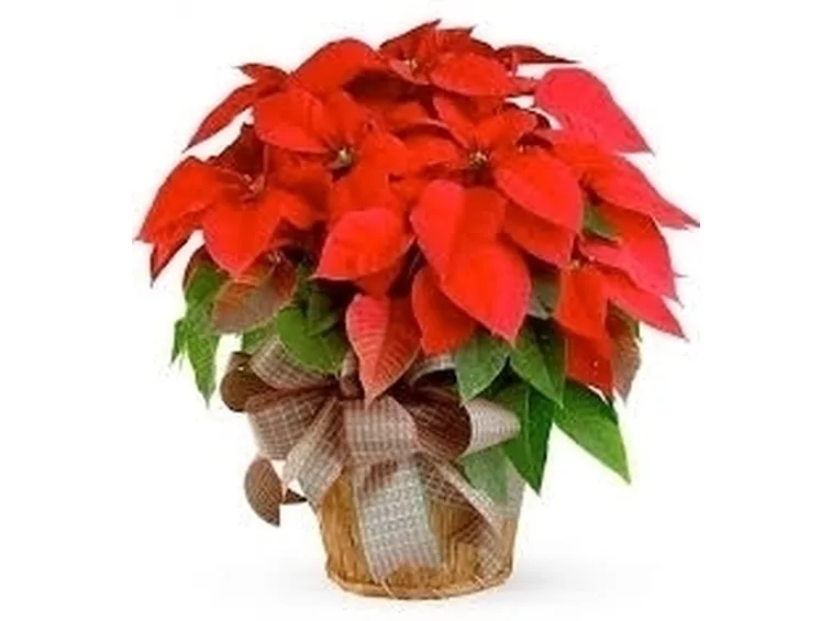 Stella di Natale
