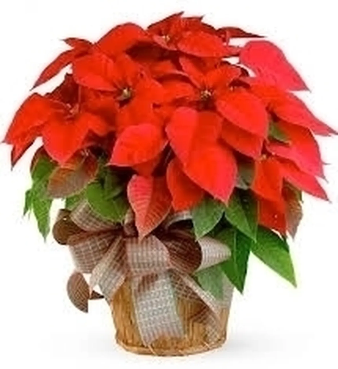 Stella di Natale
