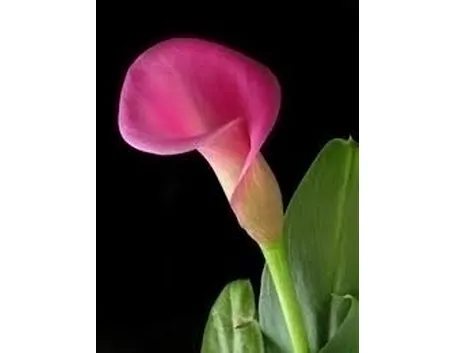 Terreno calla