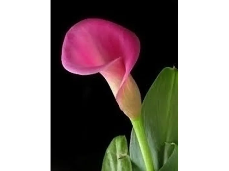 Terreno calla