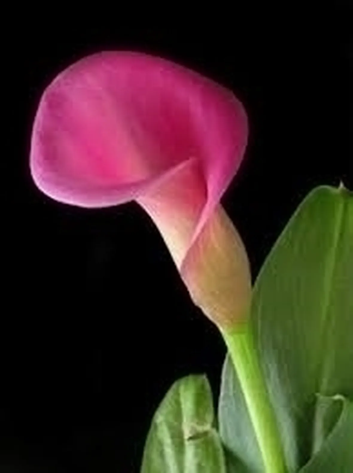 Terreno calla