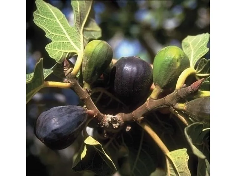 Terriccio specifico prodotto per l'orto