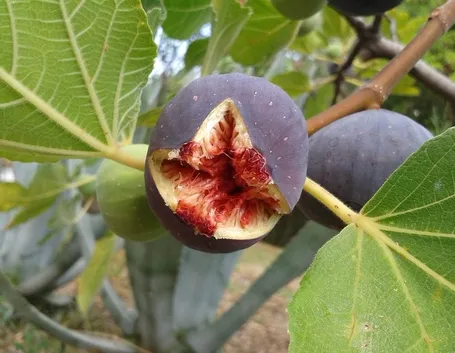 fico fiorone