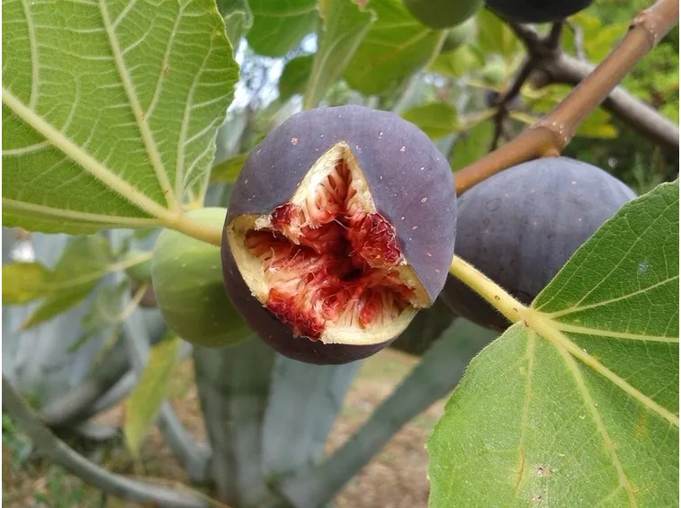 fico fiorone