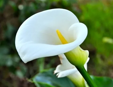 Una calla di crèpe