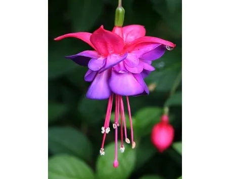 Una fucsia in giardino
