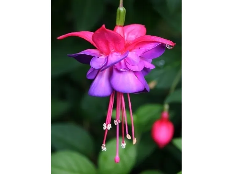 Una fucsia in giardino