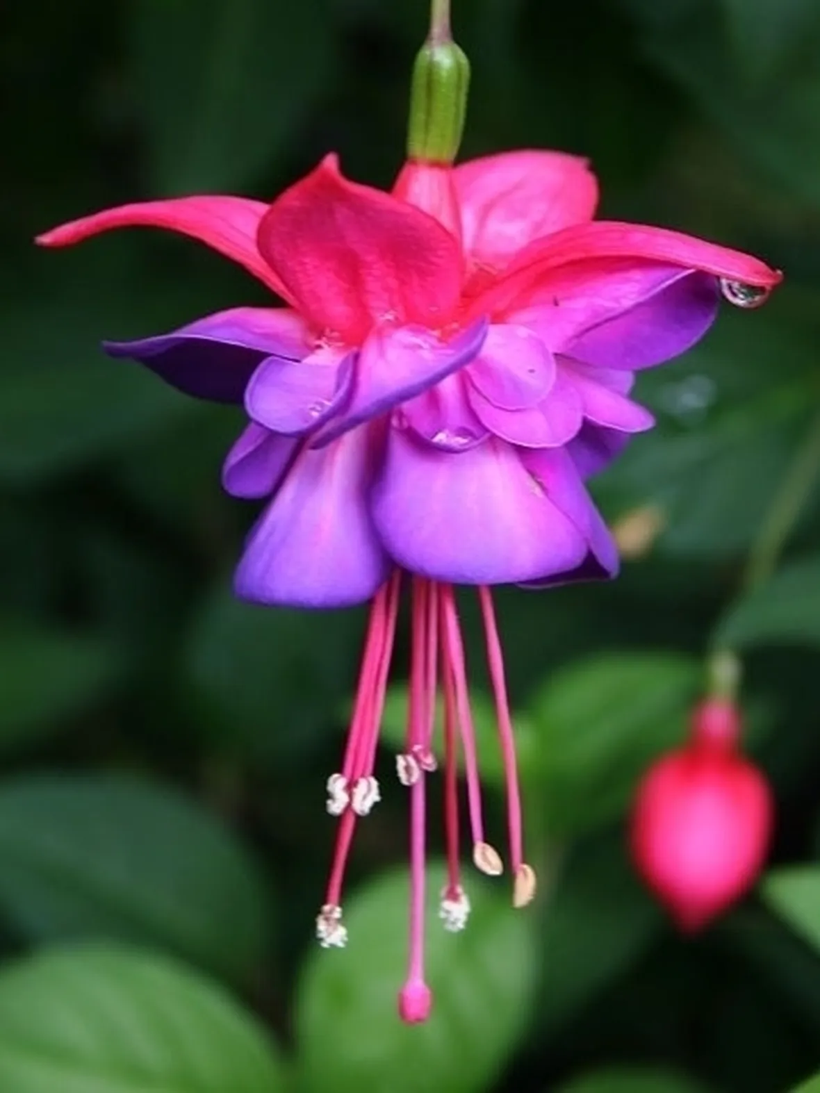 Una fucsia in giardino