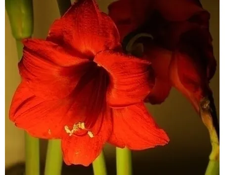 bouquet di amarilli rosso  fiore singolo