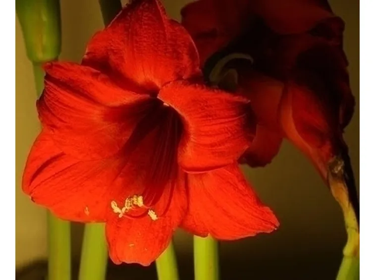 bouquet di amarilli rosso  fiore singolo