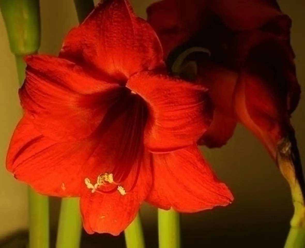 bouquet di amarilli rosso  fiore singolo