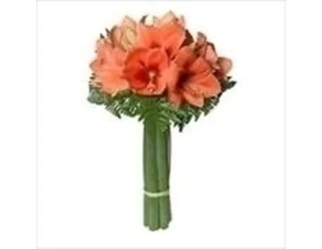 bouquet di amarillis arancio-1
