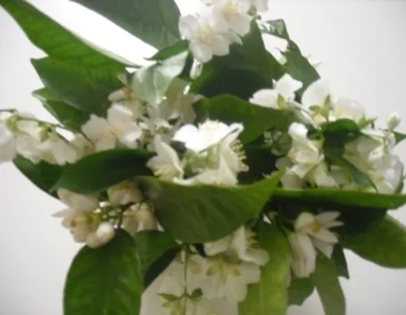 bouquet di amarillis bianchi