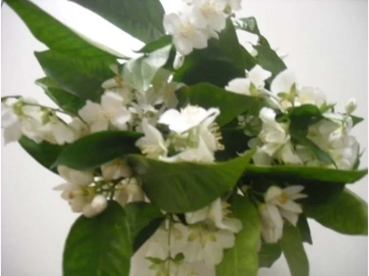 bouquet di amarillis bianchi