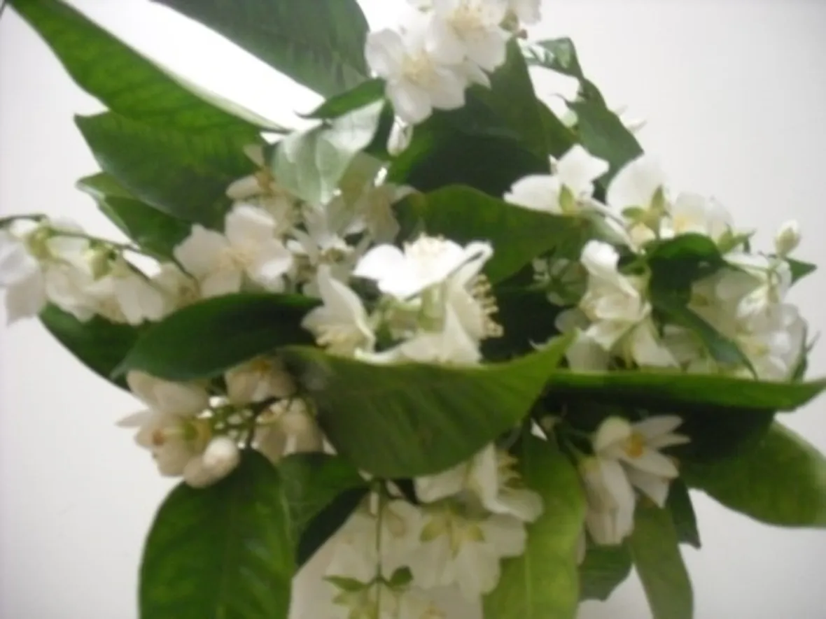 bouquet di amarillis bianchi