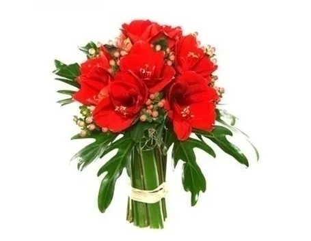 bouquet di amarillis rossi e bacche-1