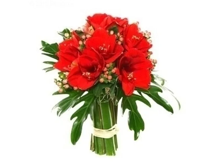 bouquet di amarillis rossi e bacche