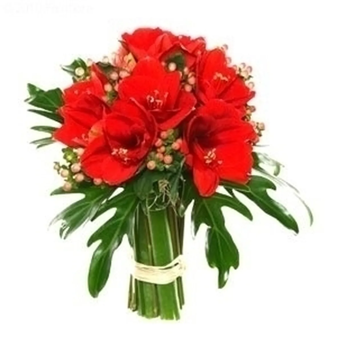 bouquet di amarillis rossi e bacche