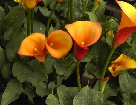 bouquet di calle arancio